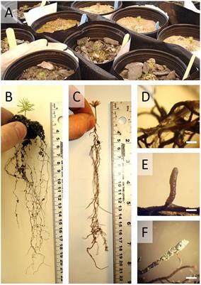 Mycorrhizae and Rhizobacteria on Precambrian Rocky Gold Mine Tailings: I. Mine-Adapted Symbionts Promote White Spruce Health and Growth